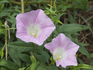 コヒルガオの花、二輪