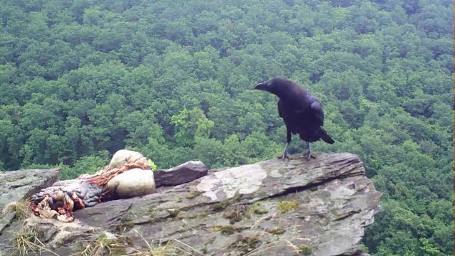 Kolkrabe, Corvus corax, am Aas