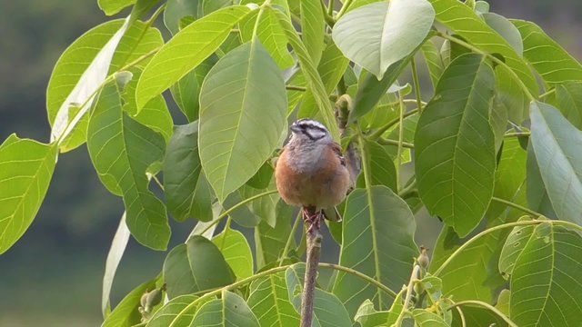 Zippammer, Emberiza cia, M&auml;nnchen