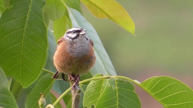 Zippammer, Emberiza cia, M&auml;nnchen