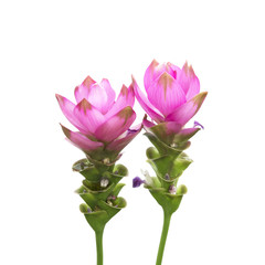 Siam Tulip isolated on white background