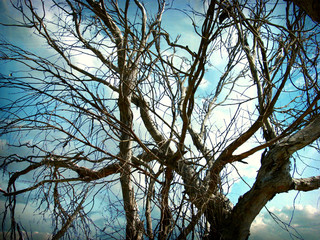  trees against cloudy sky