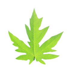 green leaves isolated on white background