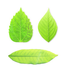 green leaves isolated on white background