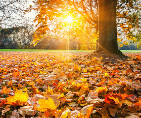 Sunny autumn foliage