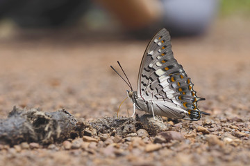 Butterfies/OLYMPUS DIGITAL CAMERA