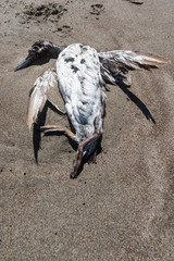 Dead bird in sand on the beach