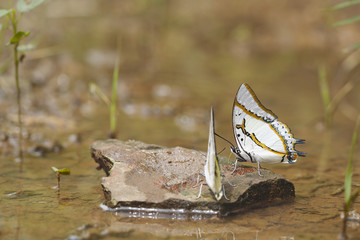 Butterfies/OLYMPUS DIGITAL CAMERA