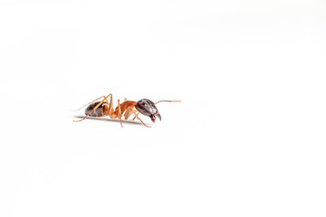 ant on white