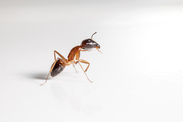 ant on white