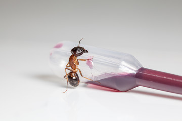 ant on an pipette