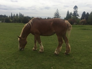 Obraz premium Grazing pasture