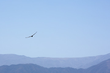 Condor flying and looking for a prey in the blue sky of San Juan with mountains in the background. Argentina