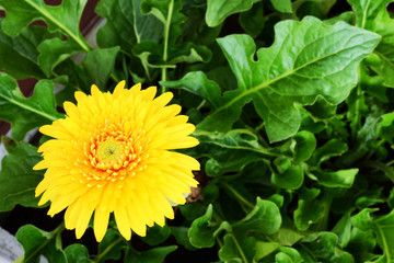 Gerbera and daisies