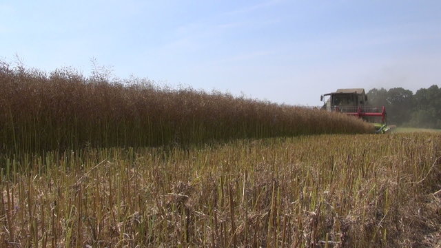 combine harvester harvesting farmland wheat field 