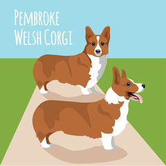 Welsh corgi vector