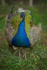 Fototapeta premium peacock.