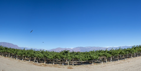 Vineyards, condors and blue sky in Argentina