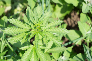 Cannabis plant
