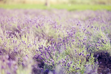 Vintage photo of Lavender in the field