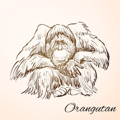 doodle orangutan © egorka87