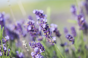 Lavender in the field