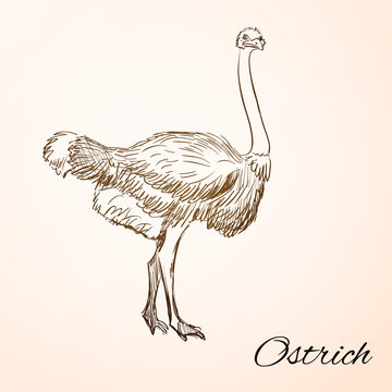 doodle ostrich