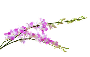 pink orchid stem on white background