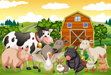 Farm animals in the farm