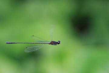 dragonfly