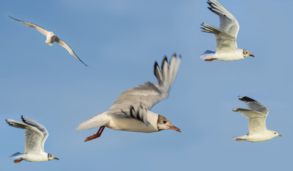 gulls flying on blue sky
