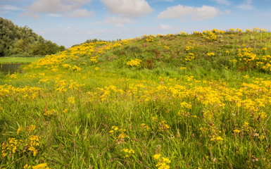 Obraz premium Blooming and overblown wild plants in summertime