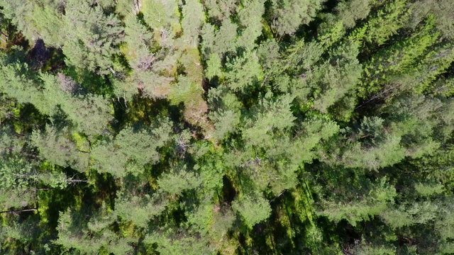 Flying above pine woods in summer