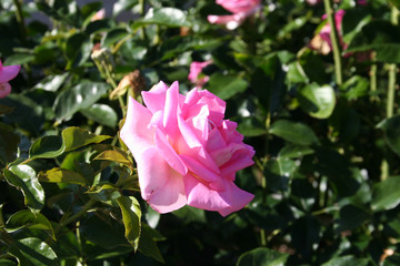 Rosa Parfum Royal