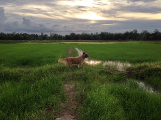 dog standing at the confield in the evening