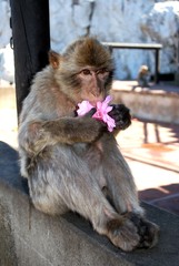 Barbary Ape, Gibraltar.