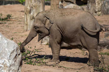 Fototapeta premium Elephant