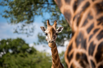 Giraffe