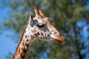 Giraffe