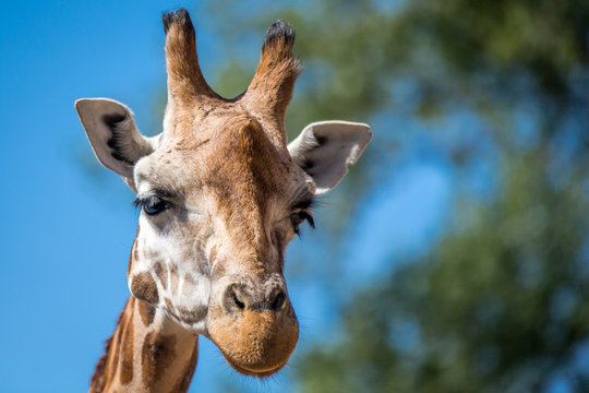 Giraffe