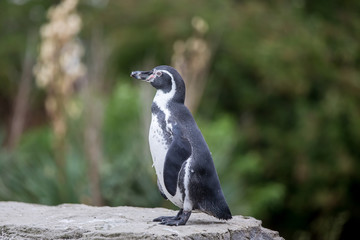 Humbolt Penguin