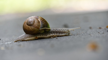 Schnecke mit Häuschen