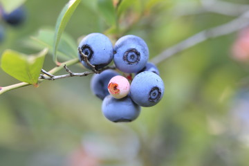 The fruit which ripened blueberry.