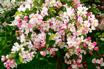 Crab apple tree blossom.