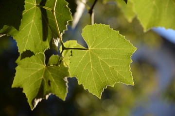 Weinlaub