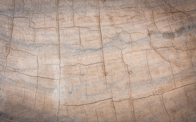 tree stump texture background