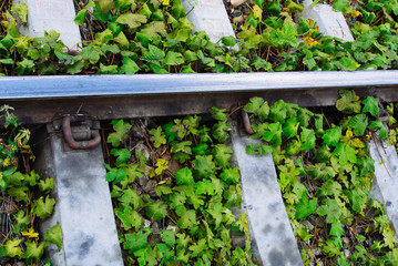 Green plants growing by the railroad tracks