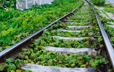 Green plants growing by the railroad tracks