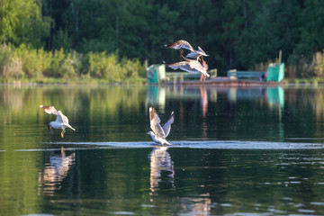 Hunting gull