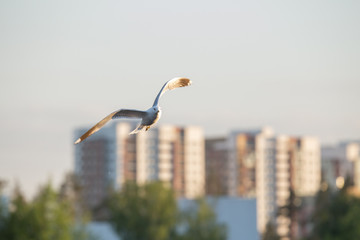 Herring Gull